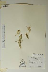 Corynopuntia aggeria image