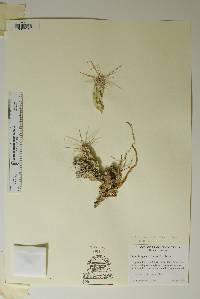 Corynopuntia aggeria image