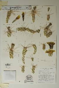 Corynopuntia aggeria image