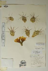 Corynopuntia aggeria image