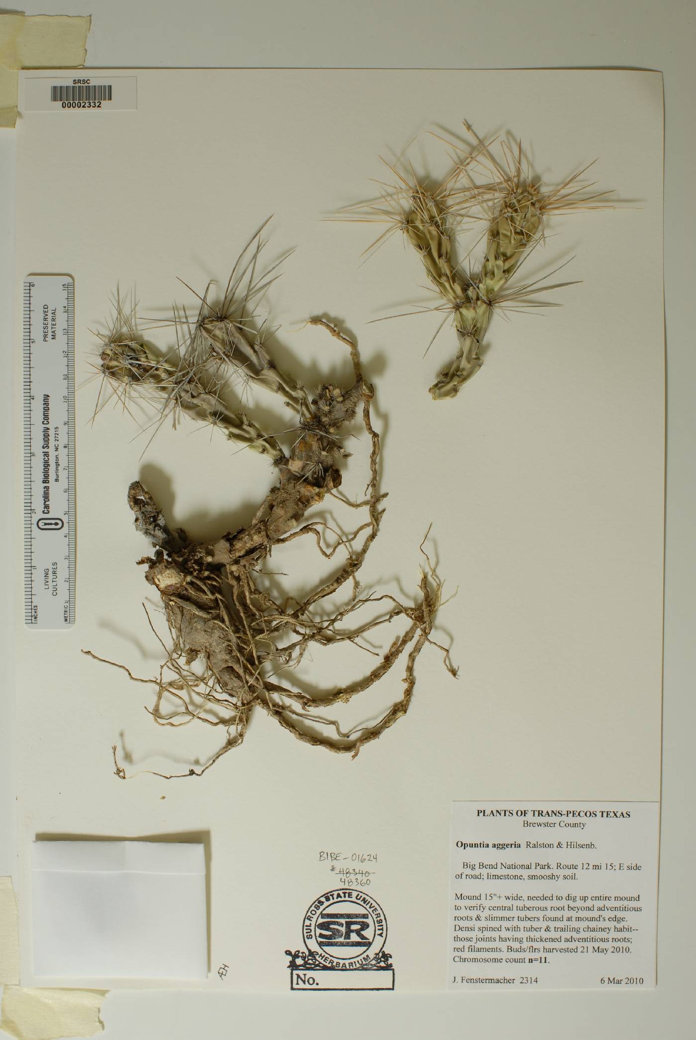 Corynopuntia image