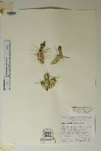 Corynopuntia aggeria image