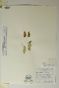 Corynopuntia aggeria image