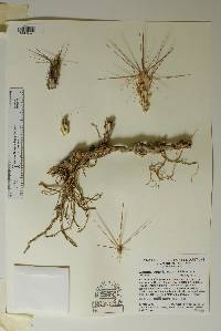 Corynopuntia aggeria image