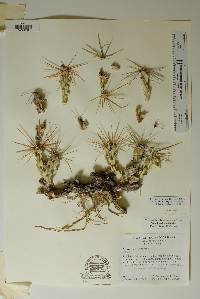 Corynopuntia aggeria image