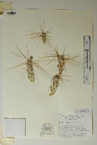 Corynopuntia aggeria image