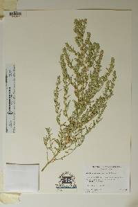 Atriplex acanthocarpa image