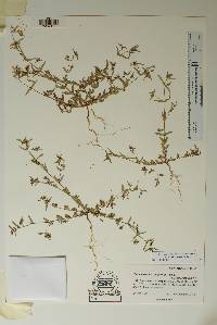 Chamaesyce hyssopifolia image