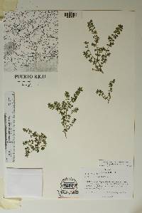 Euphorbia prostrata image