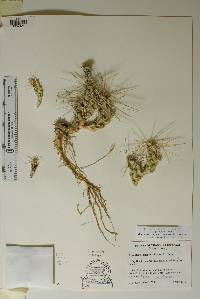 Grusonia schottii image