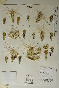 Grusonia schottii image