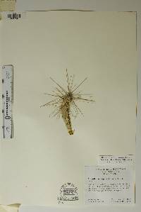 Grusonia schottii image