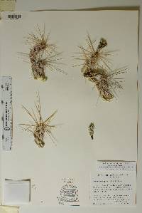 Grusonia schottii image