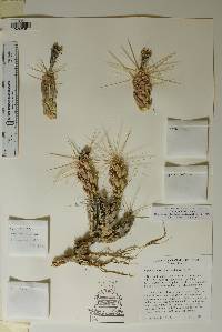 Grusonia schottii image