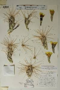 Grusonia schottii image