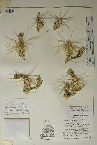 Grusonia schottii image