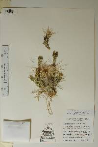 Grusonia schottii image