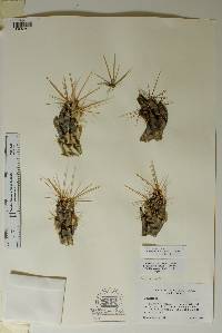 Image of Corynopuntia emoryi