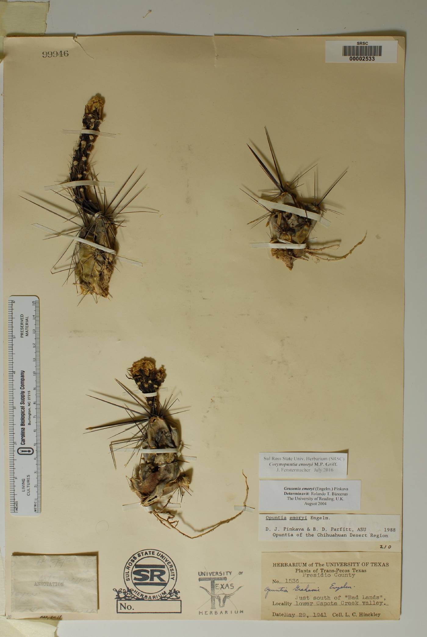 Corynopuntia emoryi image