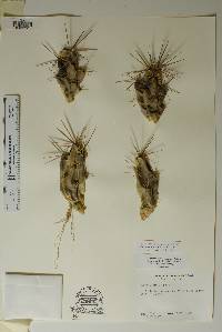 Corynopuntia emoryi image