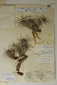 Corynopuntia grahamii image