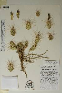 Corynopuntia grahamii image