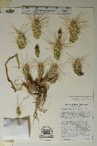 Corynopuntia grahamii image