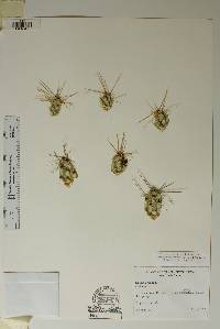 Corynopuntia grahamii image