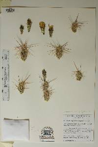 Corynopuntia grahamii image