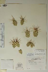 Corynopuntia grahamii image