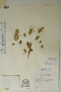 Corynopuntia grahamii image