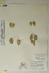 Corynopuntia grahamii image