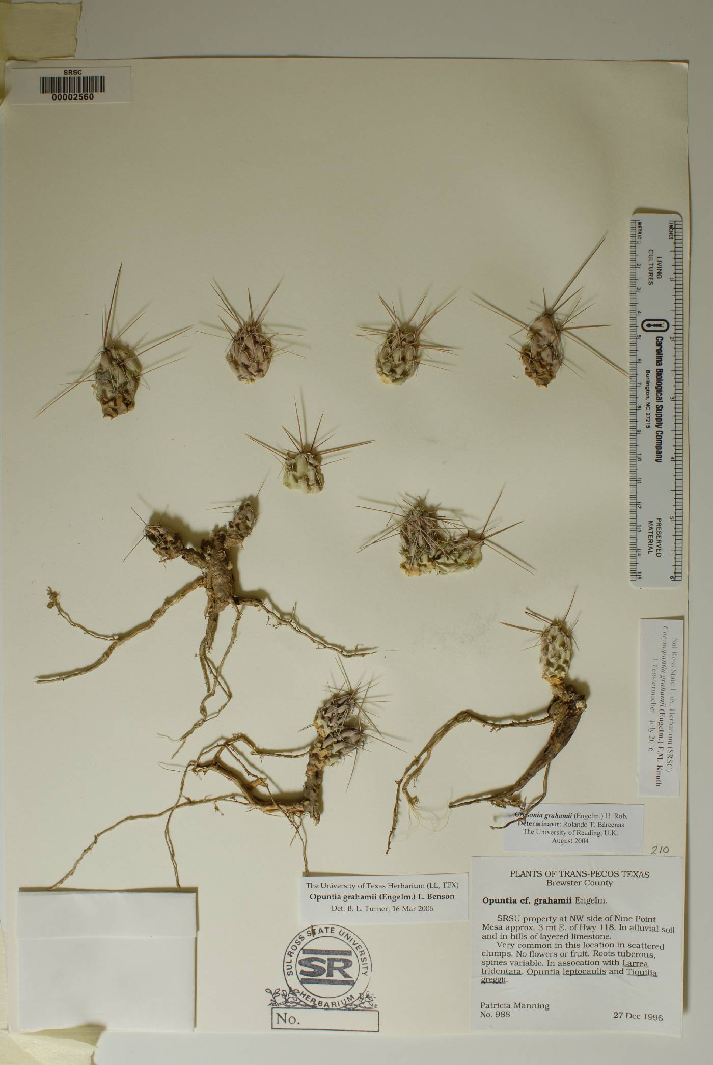 Corynopuntia grahamii image