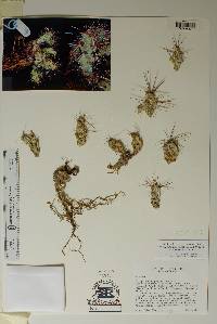 Corynopuntia grahamii image