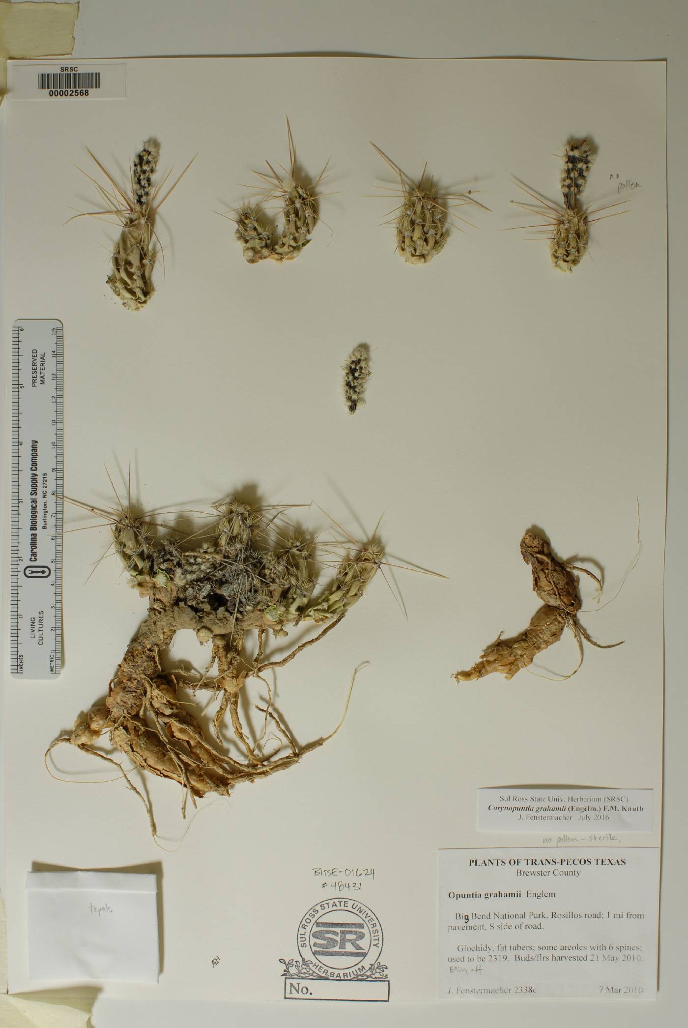 Corynopuntia grahamii image