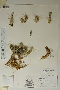 Corynopuntia grahamii image