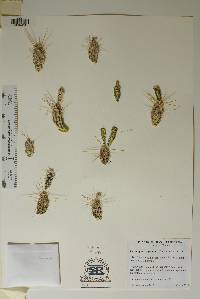 Corynopuntia grahamii image