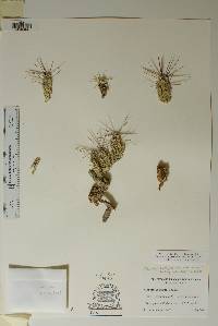 Corynopuntia grahamii image