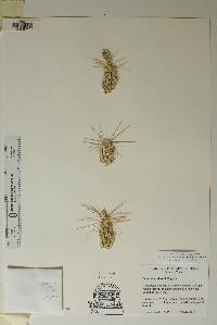 Corynopuntia grahamii image