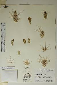 Corynopuntia grahamii image