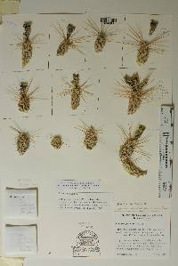 Corynopuntia grahamii image