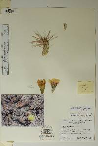 Corynopuntia grahamii image