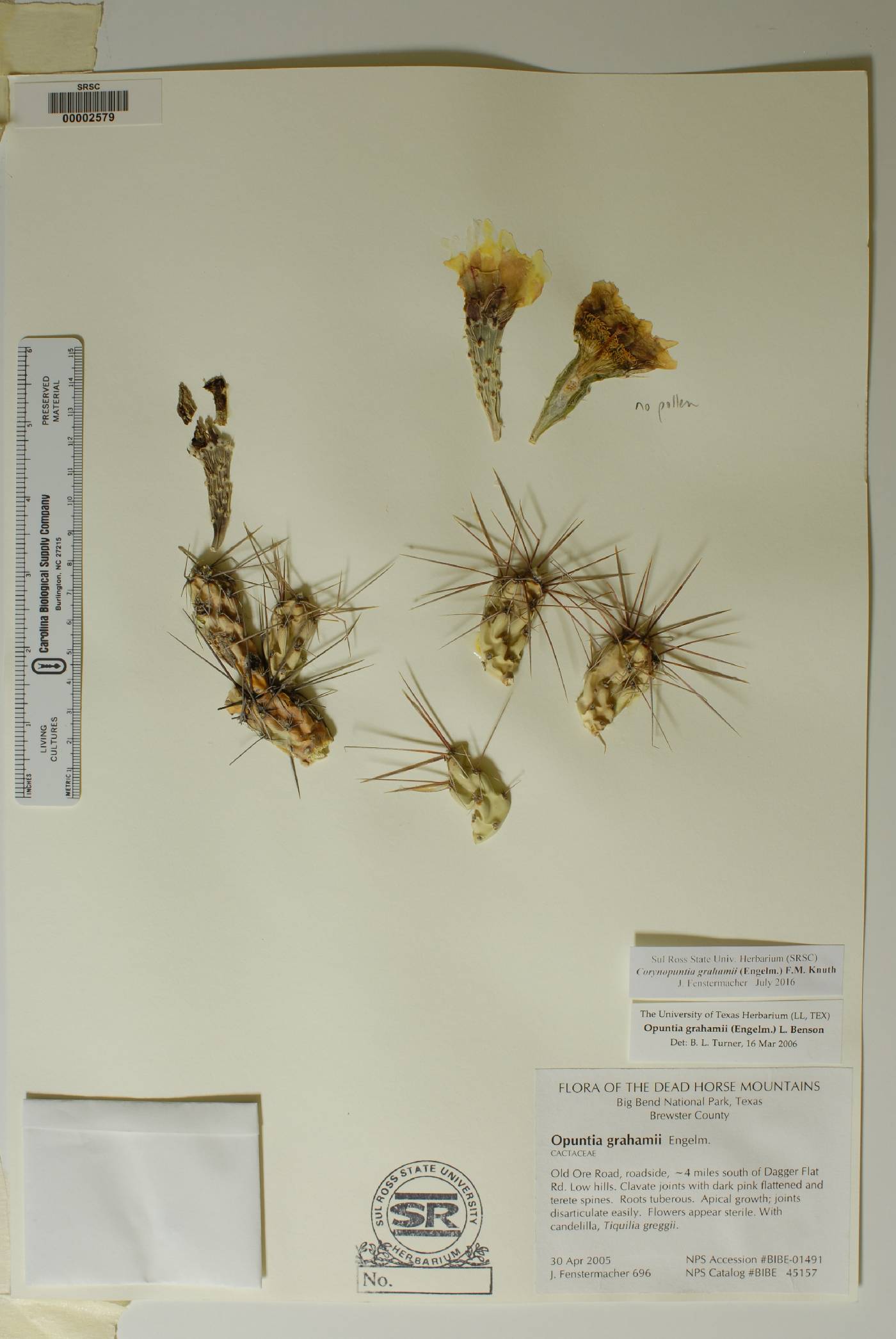 Corynopuntia grahamii image