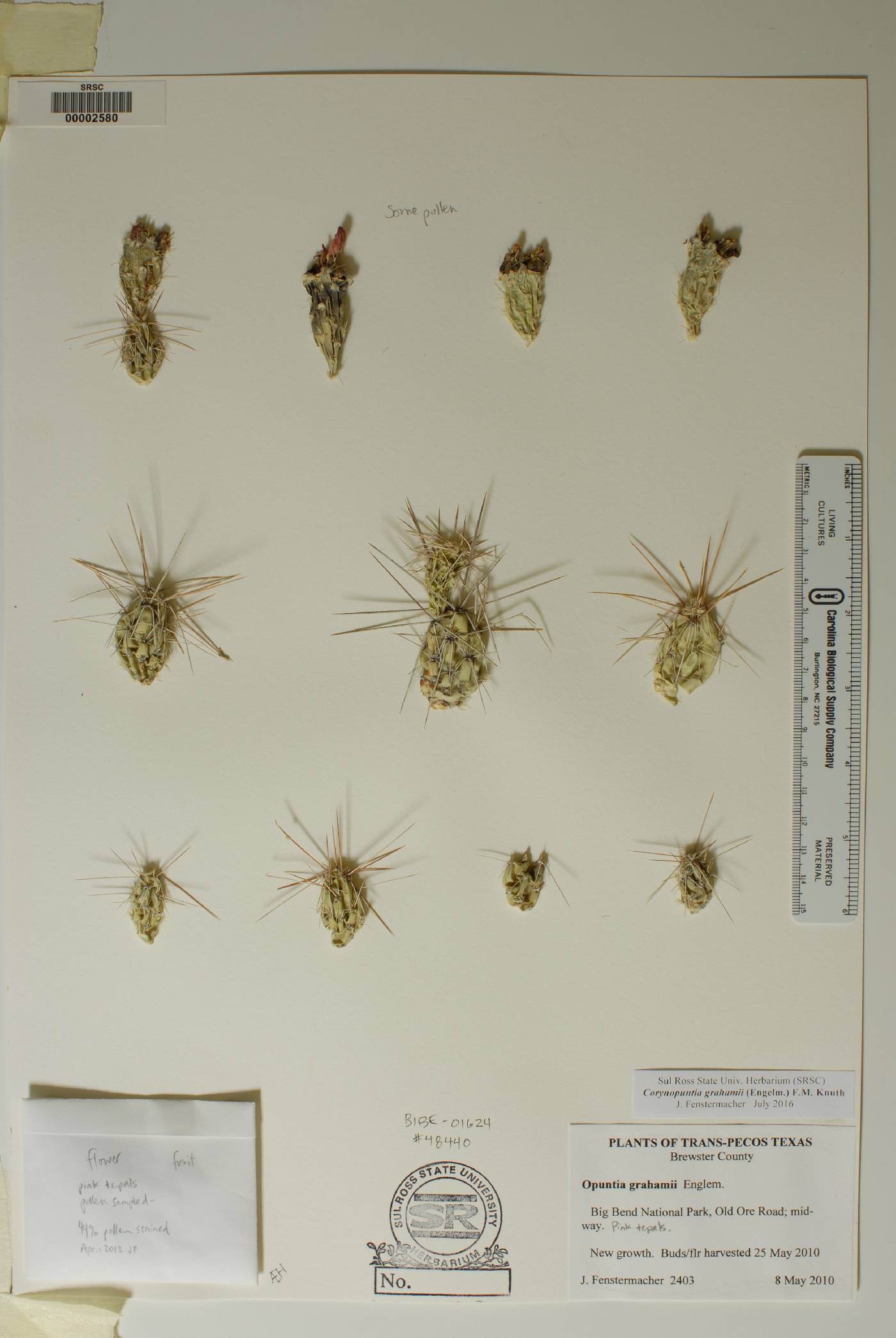 Corynopuntia image