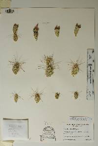 Corynopuntia grahamii image