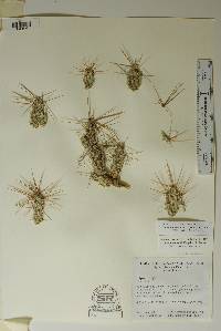 Corynopuntia grahamii image