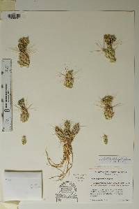 Corynopuntia grahamii image