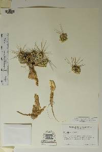 Corynopuntia grahamii image