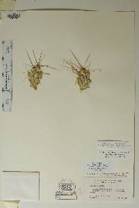 Corynopuntia grahamii image