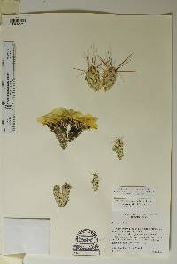 Corynopuntia grahamii image